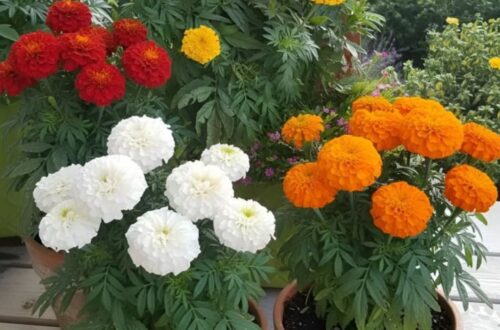 12 Plants That Actually Repel Mosquitoes (Naturally) featured image