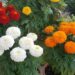 12 Plants That Actually Repel Mosquitoes (Naturally) featured image