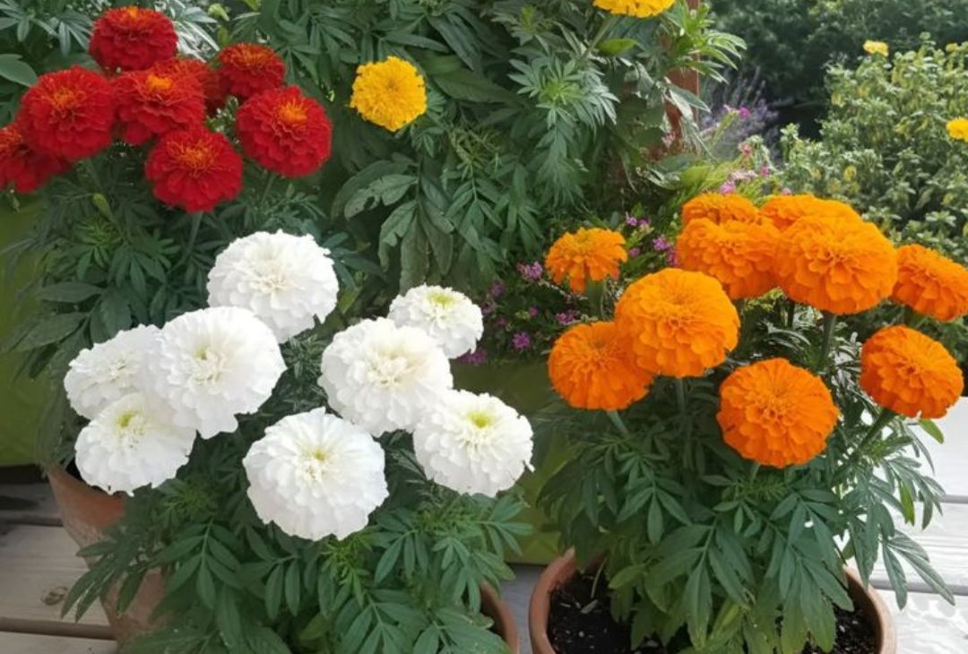 12 Plants That Actually Repel Mosquitoes (Naturally) featured image
